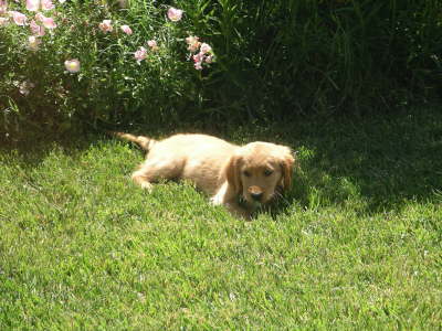 IMGP0526